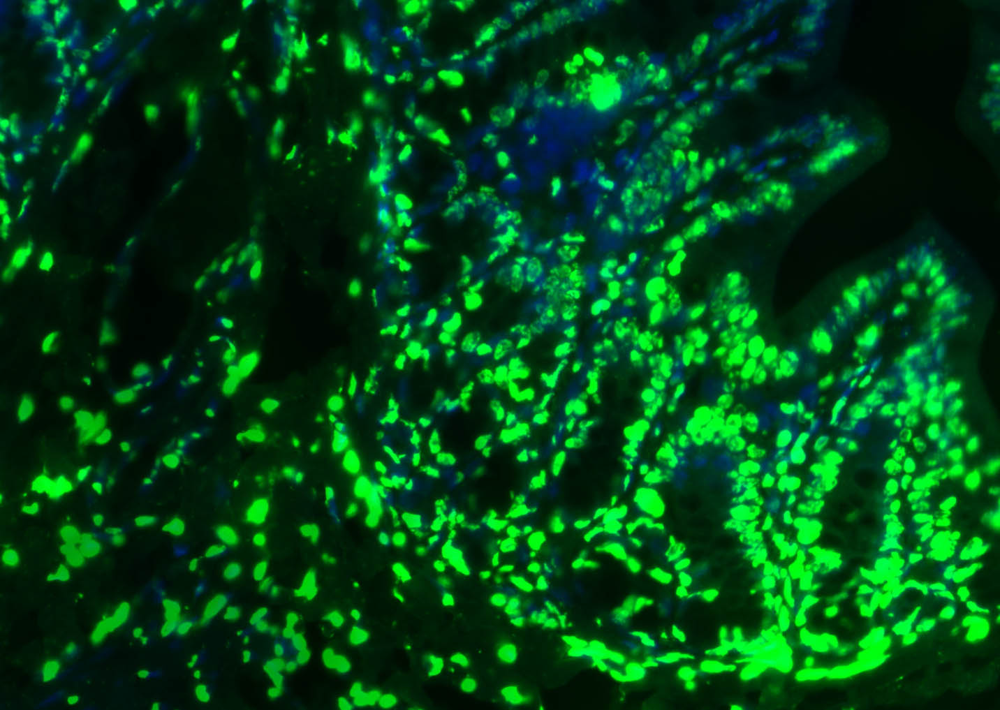 组蛋白H3（核内参）抗体-bs-0349R