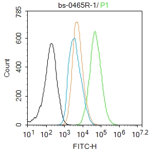 细胞核因子/k基因结合核因子抗体-bs-0465R