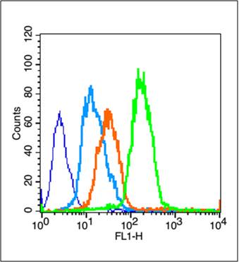 过氧化酶活化增生受体γ抗体-bs-0530R