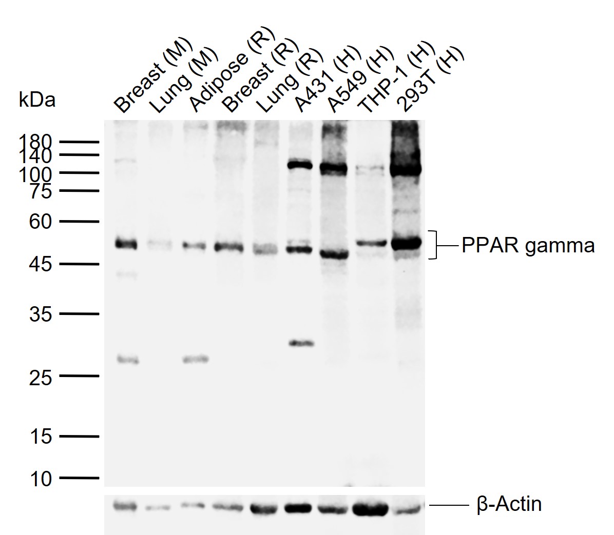 过氧化酶活化增生受体γ抗体-bs-0530R