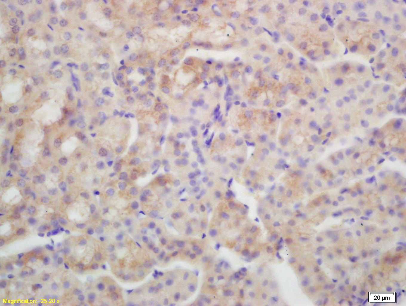 水通道蛋白4抗体-bs-0634R