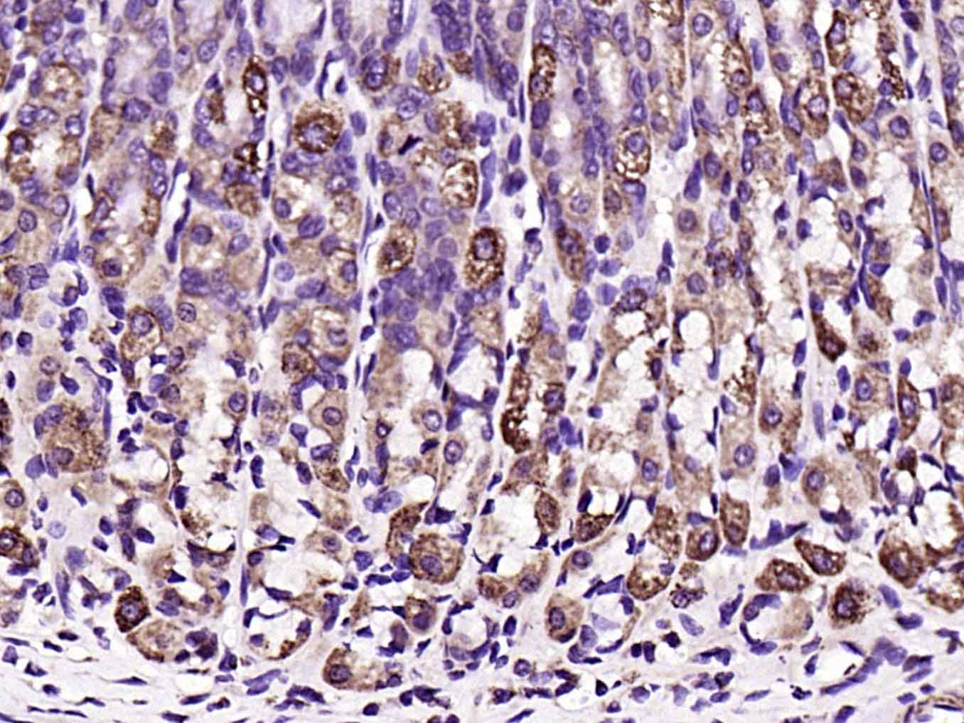 水通道蛋白4抗体-bs-0634R