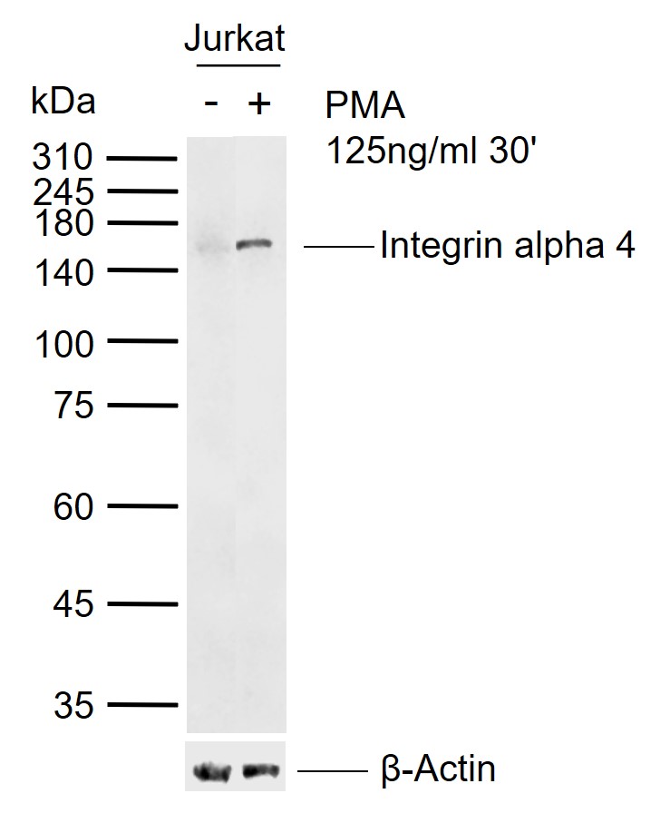 Integrin alpha 4 Rabbit pAb (一抗) - WB,ELISA | Bioss