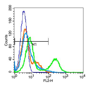 IGF1R Rabbit pAb (一抗) | Bioss