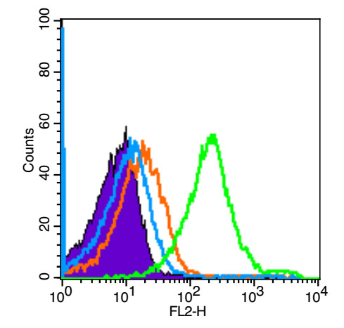 细胞信号转导分子Smad-2抗体-bs-0718R