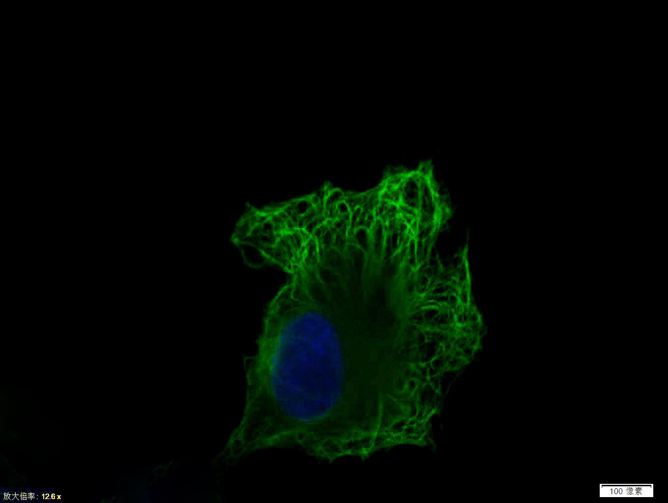 波形蛋白抗体-bs-0756R