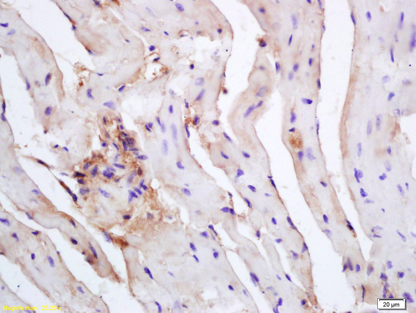 Caspase-12 Rabbit pAb (一抗) | Bioss