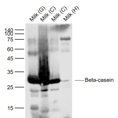 Beta-casein Rabbit pAb (一抗) | Bioss