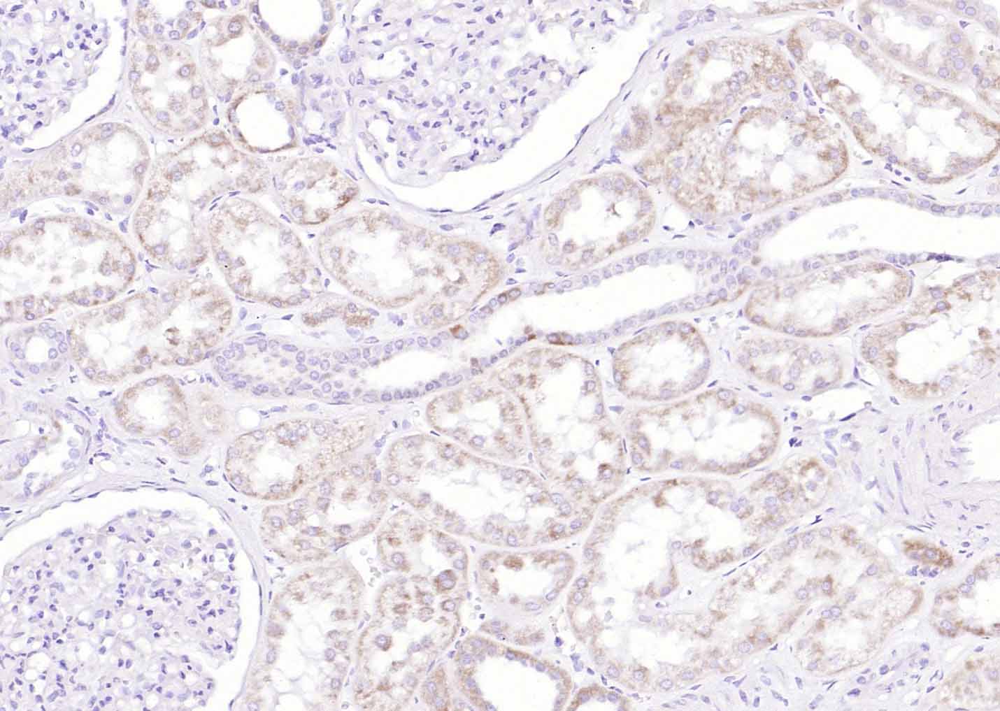 Histone H1.4 Rabbit pAb (一抗) | Bioss