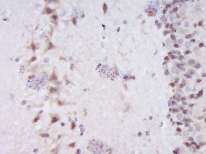 Dishevelled 2 Rabbit pAb (一抗) | Bioss