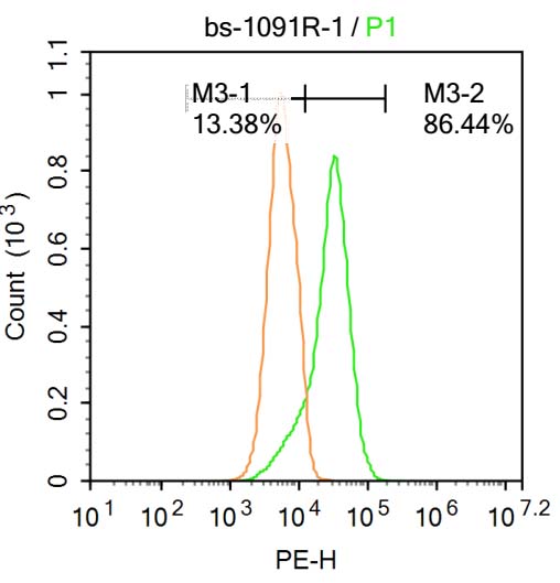 NADPH氧化酶4抗体-bs-1091R