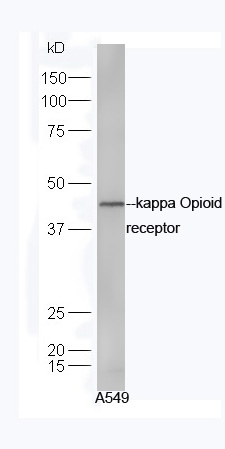 kappa Opioid receptor Rabbit pAb (一抗) | Bioss