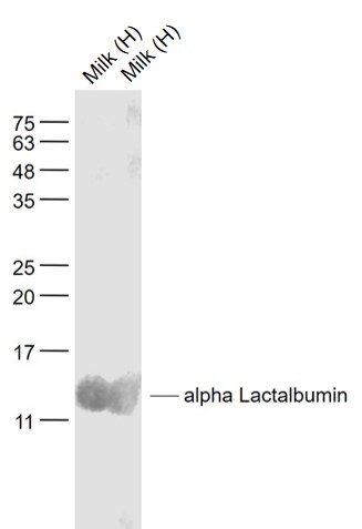 alpha Lactalbumin Rabbit pAb (一抗) | Bioss