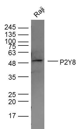 P2Y8 Rabbit pAb (一抗) | Bioss