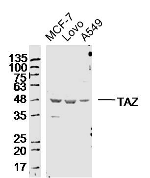 TAZ Rabbit pAb (一抗) - WB,IHC-P,IHC-F,IF,Flow-Cyt | Bioss