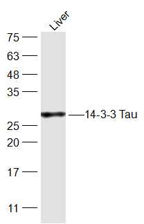 14-3-3 Tau Rabbit pAb (一抗) | Bioss