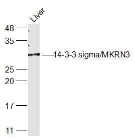 14-3-3 sigma Rabbit pAb (一抗) | Bioss