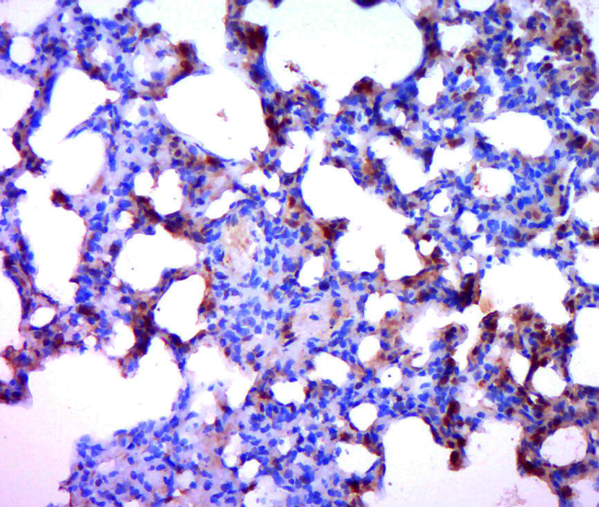 phospho-Bcl2 (Ser87) Rabbit pAb (一抗) | Bioss