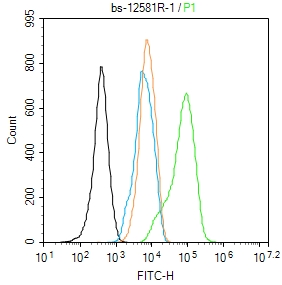 磷酸化β-肌动蛋白抗体-bs-12581R