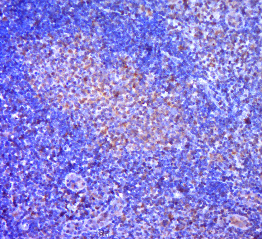 磷酸化凋亡相关蛋白4抗体-bs-12594R