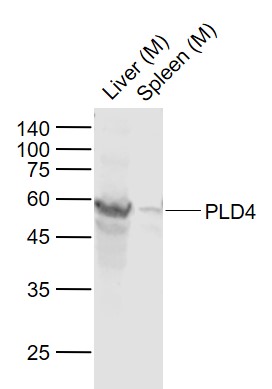 PLD4 Rabbit pAb (一抗) | Bioss