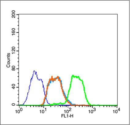 核因子κB抑制蛋白α抗体-bs-1287R