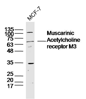 Muscarinic Acetylcholine receptor M3 Rabbit pAb (一抗) | Bioss