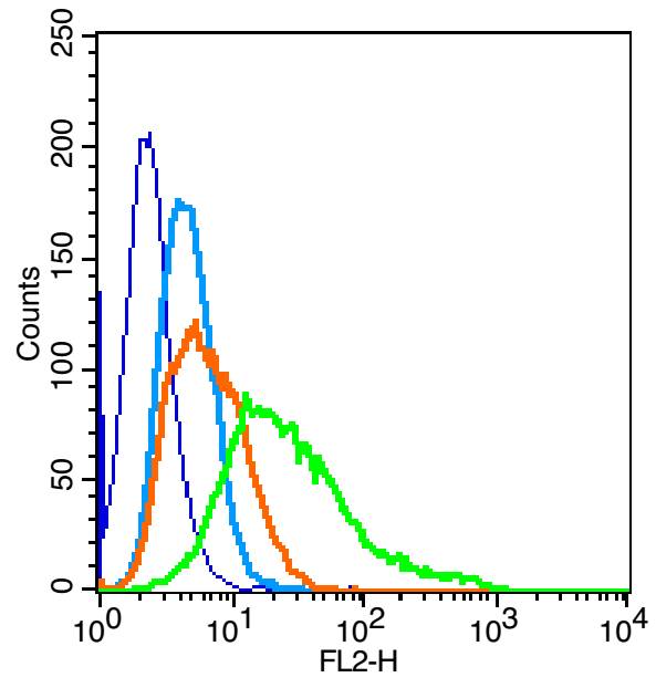 IgG-Fc片断受体转运蛋白α抗体
