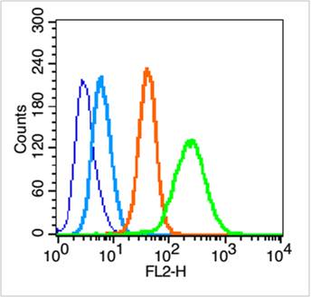 细胞角蛋白18抗体(C端)-bs-1339R