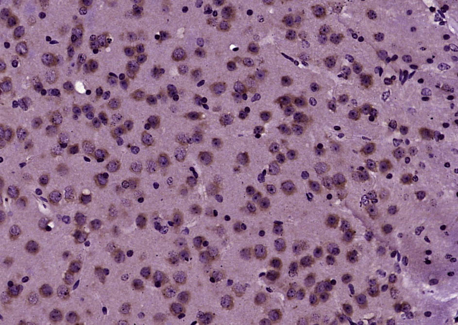GOLGA7 Rabbit pAb (一抗) | Bioss