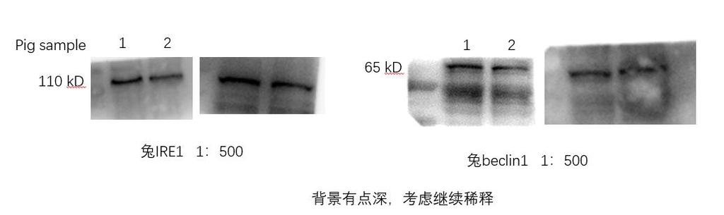 自噬效应蛋白Beclin 1抗体-bs-1353R