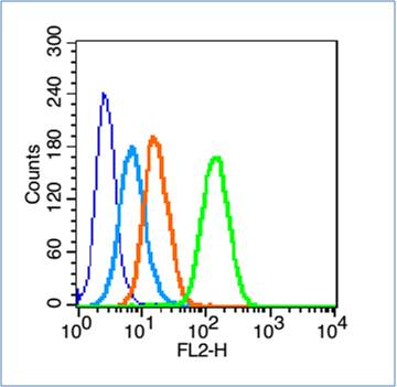 phospho-14-3-3 theta (Ser232) Rabbit pAb (一抗) | Bioss