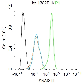 锌指转录因子Slug抗体-bs-1382R