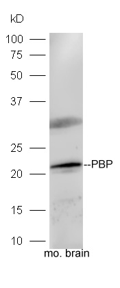 磷脂酰乙醇胺结合蛋白1抗体-bs-1436R