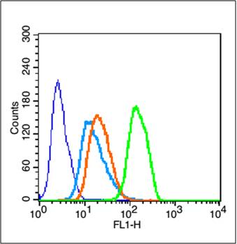 活化转录因子4抗体-bs-1531R