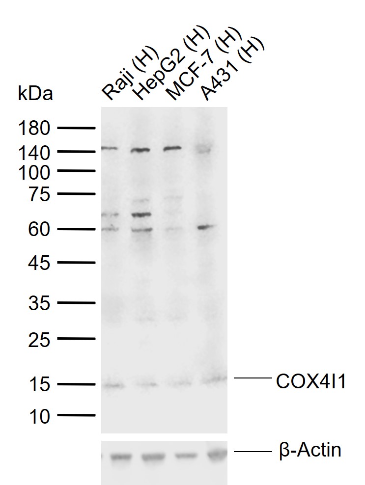 细胞色素c氧化酶IV亚型1抗体-bs-1533R