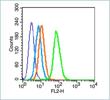磷酸化转铁蛋白受体(CD71)抗体-bs-16668R