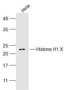 Histone H1.X Rabbit pAb (一抗) | Bioss