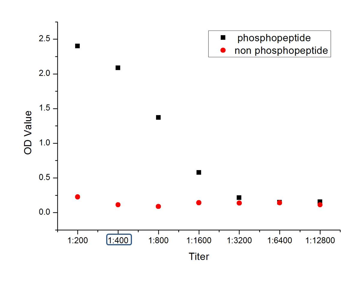 磷酸化信号转导和转录激活因子6抗体-bs-1791R