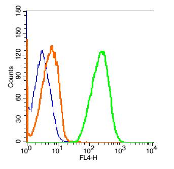 谷氨酸受体2抗体-bs-1798R