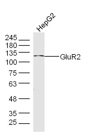 GLUR2 Rabbit pAb (一抗) - WB,IHC-P,IHC-F,IF,Flow-Cyt | Bioss
