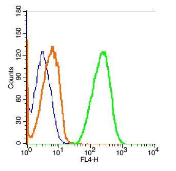 谷氨酸受体2抗体-bs-1798R
