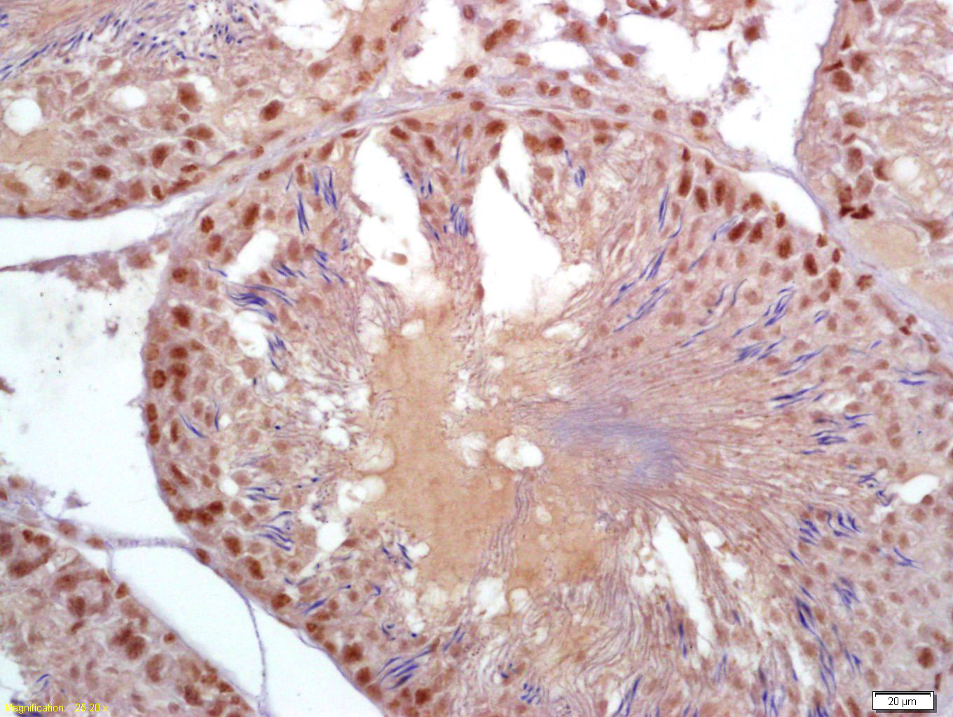 帕金蛋白抗体-bs-1865R