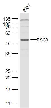 PSG3 Rabbit pAb (一抗) | Bioss