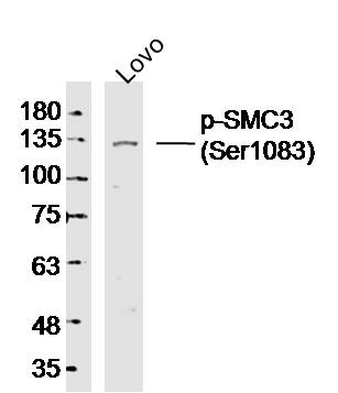 phospho-SMC3 (Ser1083) Rabbit pAb (一抗) | Bioss