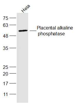 Placental alkaline phosphatase (PLAP) Rabbit pAb (一抗) - WB,Flow-Cyt | Bioss