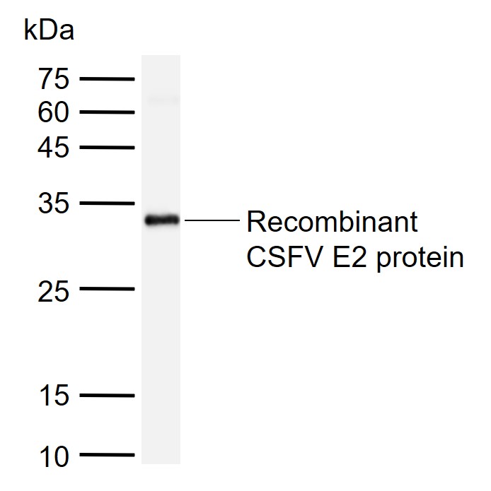 猪瘟病毒E2蛋白抗体