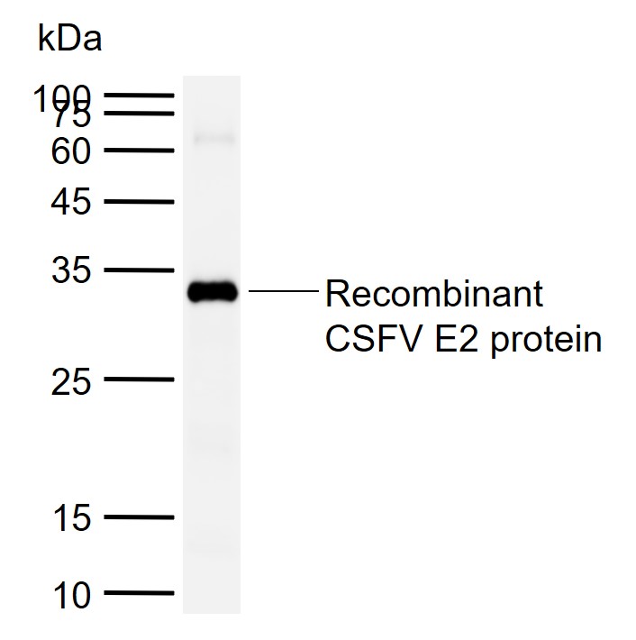 猪瘟病毒E2抗体
