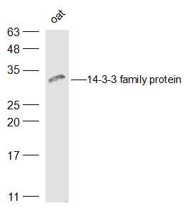 14-3-3 family protein Rabbit pAb (一抗) | Bioss