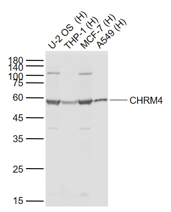 CHRM4 Rabbit pAb (一抗) | Bioss